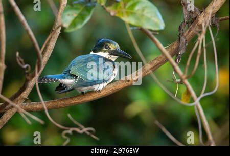 Amazon Kingfisher (Chloroceryle amazona) Foto Stock