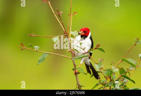 Giallo-fatturati cardinale (Paroaria capitata) Foto Stock