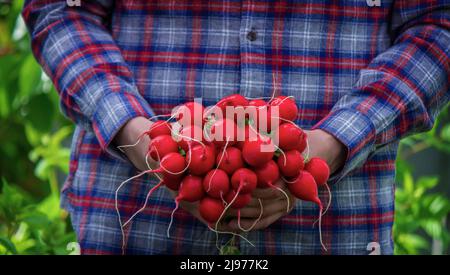 Le mani del coltivatore tengono un fresco ravanello, primo piano. Biologico fresco raccolto vegetali. Fuoco selettivo Foto Stock