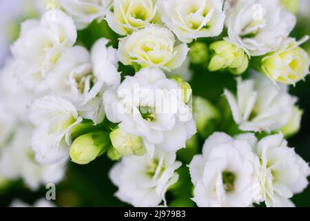 Primo piano di una bella foto di Kalanchoe fiore 'Calandiva White' su sfondo bianco Foto Stock