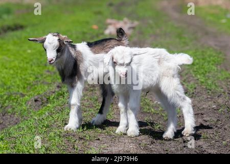 Capre bianche in un prato di una fattoria di capra. Capre bianche. Bella capra bianca del bambino che corre sull'erba. Capra bianca del bambino che sniffing erba verde fuori ad un'anima Foto Stock