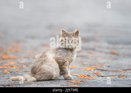 gatto parassita in strada. Gli incidenti stradali rappresentano molte vite dei gatti ogni anno. Foto Stock