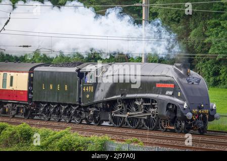 Heritage restaurato A4 Pacific locomotiva a vapore Sir Nigel Gresley durante il suo primo tour ferroviario dopo la revisione visto in direzione nord da Crewe a Carlisle. Foto Stock