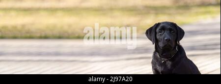 Ritratto di un nero Labrador Retriever Puppy nascondendosi in un cespuglio di fiori. Cane esplorare la natura Foto Stock