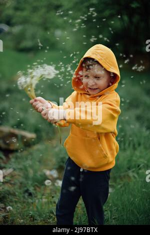 Un ragazzino in una felpa gialla soffia su un bouquet dandelions. Foto Stock