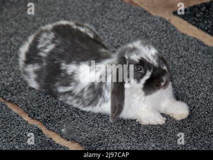 Mini Lop grigio e bianco coniglio capretto giovane Foto Stock