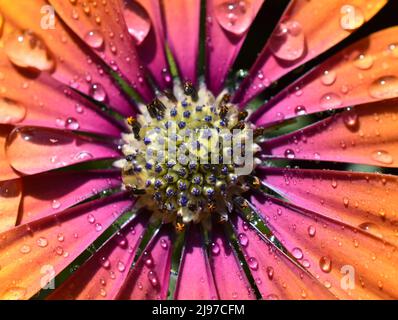 primo piano sul fiore spagnolo della margurite con ruscelli Foto Stock