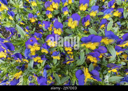 Primo piano grandangolare di viola e viola dorato macinato che copre piante con un ladybird. Foto Stock