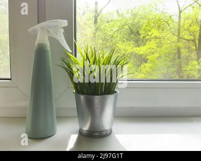 Fiori interni sul davanzale, luce del sole dalla finestra, fioritura, piantagione, acqua nebulizzata, cura delle piante. Luce solare Foto Stock