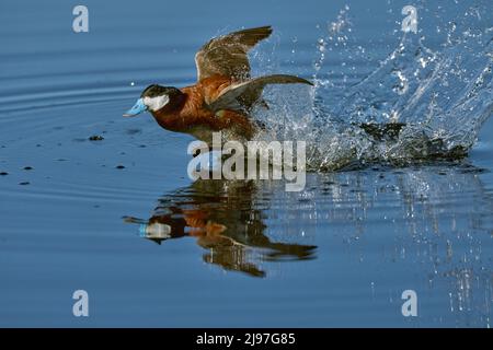 Duck ruddy (Oxyura jamaicensis) Contea di Plumas California Stati Uniti d'America Foto Stock