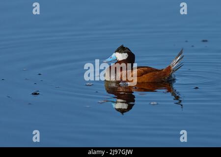 Duck ruddy (Oxyura jamaicensis) Contea di Plumas California Stati Uniti d'America Foto Stock