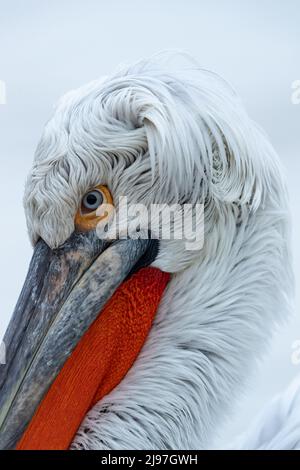 Un adulto Pelican dalmata (Pelecanus crispus) sta guardando proprio nella fotocamera fotografi Foto Stock