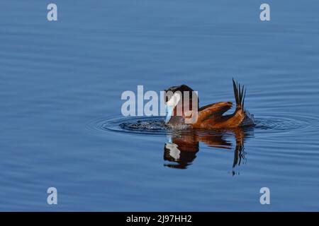 Duck ruddy (Oxyura jamaicensis) Contea di Plumas California Stati Uniti d'America Foto Stock