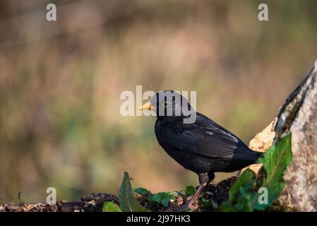 Bella primavera immagine di Blackbird Parus maggiore uccello in foresta paesaggio impostazione Foto Stock