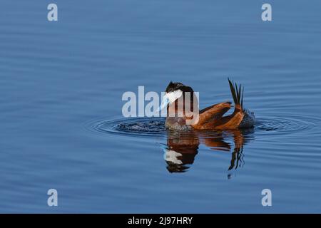 Duck ruddy (Oxyura jamaicensis) Contea di Plumas California Stati Uniti d'America Foto Stock