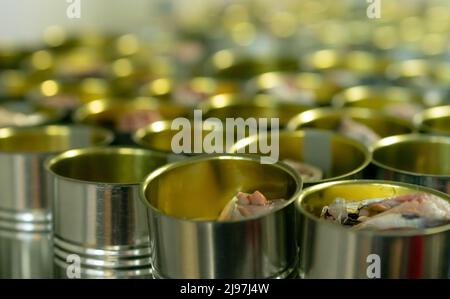 Fabbrica di pesce in scatola. Industria alimentare. Molte lattine di sardine su un nastro trasportatore. Sardine in lattine in scatola presso la fabbrica di cibo. Linea di produzione per la lavorazione degli alimenti Foto Stock