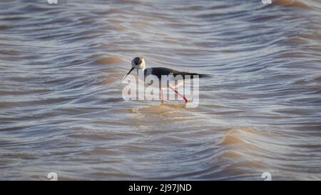 Slilt dalle ali nere punteggiato a Aiguamolls de l'Emporda, Catalogna Foto Stock