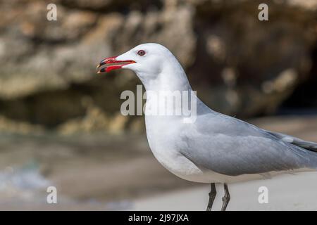 Il gabbiano di Audouin (Ichthyaetus audouinii) è un grande gabbiano limitato al Mediterraneo e alla costa occidentale dell'Africa sahariana e dell'Iberia. Foto Stock