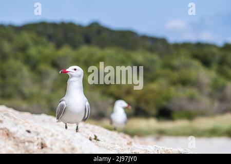 Il gabbiano di Audouin (Ichthyaetus audouinii) è un grande gabbiano limitato al Mediterraneo e alla costa occidentale dell'Africa sahariana e dell'Iberia. Foto Stock