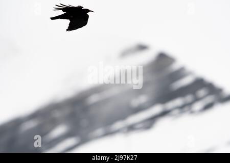 La tosse rossa, la tosse della Cornovaglia o semplicemente la tosse (Pyrhocorax pyrhocorax) che vola di fronte ad una montagna, in Svizzera. Foto Stock