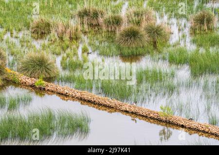 Palude nel parco naturale S'Albufera des Grau, sull'isola di Minorca nelle Isole Baleari, con anatra di mallardo e coca eurasiatica. Foto Stock