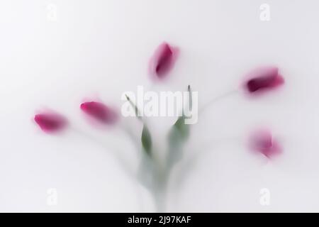 Bouquet di fiori rossi in vapore magico nebbia di polvere. Concetto di tendenza minimo per le congratulazioni di matrimonio o vacanza. Foto Stock