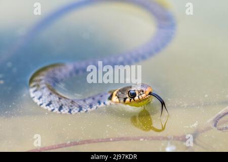 Snake erba Barred (Natrix helvetica helvetica), giovane. Foto Stock