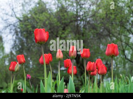 Tulipani rossi sullo sfondo di alberi con fogliame verde. Tulipani in fiore. Prima primavera fiori. Foto Stock