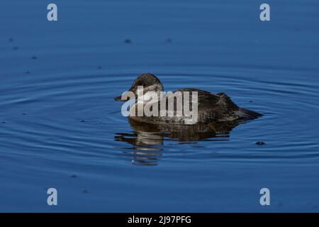 Duck ruddy (Oxyura jamaicensis) Contea di Plumas California Stati Uniti d'America Foto Stock