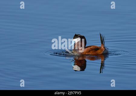 Duck ruddy (Oxyura jamaicensis) Contea di Plumas California Stati Uniti d'America Foto Stock