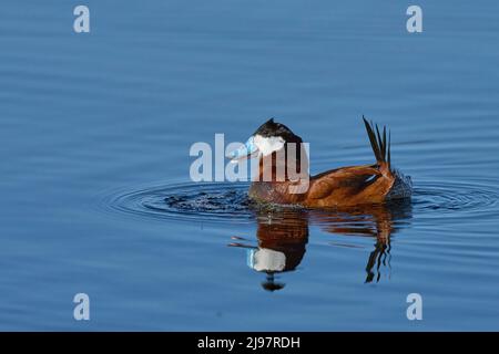 Duck ruddy (Oxyura jamaicensis) Contea di Plumas California Stati Uniti d'America Foto Stock