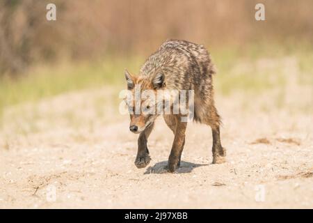 Golden Jackal, Canis aureus, single adult walking on Sandy Ground, ultima Frontiera, Romania, 24 aprile 2022 Foto Stock