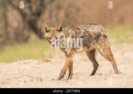 Golden Jackal, Canis aureus, singolo adulto in piedi su terreno sabbioso, ultima Frontiera, Romania, 24 aprile 2022 Foto Stock