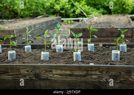 Giovani pianta di peperoncino amaro crescono in pentole nel giardino. La serra è piena di piantine di peperoni caldi. Foto Stock