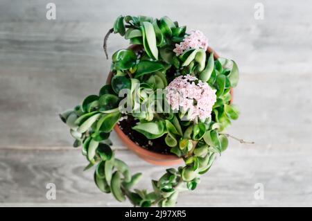 Vista dall'alto di Hoya Carnosa Compacta fiorita in vaso di ceramica su sfondo di legno vintage Foto Stock