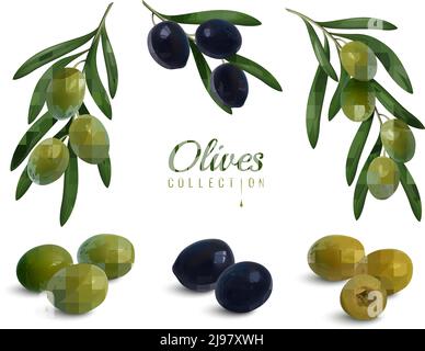 Insieme di rami realistici di olive con foglie, verde e nero frutti lucidi isolato illustrazione vettoriale Illustrazione Vettoriale