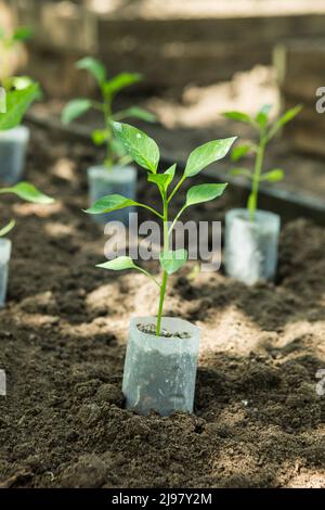 Giovani pianta di peperoncino amaro crescono in pentole nel giardino. La serra è piena di piantine di peperoni caldi. Foto Stock