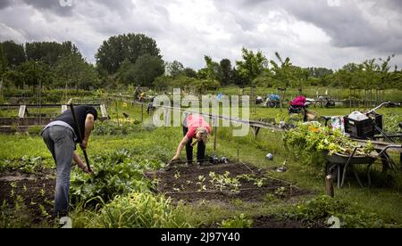 2022-05-21 12:34:07 UTRECHT - le persone coltivano le proprie verdure nel loro orto su un terreno all'iniziativa Koningshof agricoltura urbana. ANP RAMON VAN FLYMEN olanda OUT - belgio OUT Foto Stock