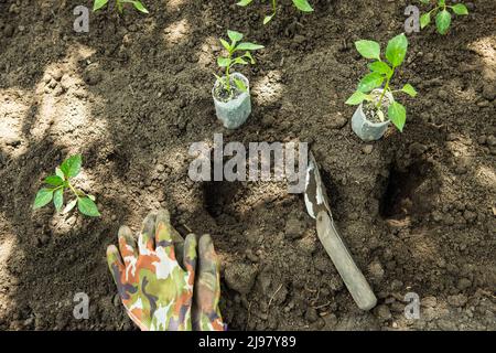 Giovani pianta di peperoncino amaro crescono in pentole nel giardino. La serra è piena di piantine di peperoni caldi. Foto Stock