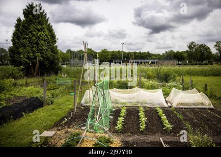 2022-05-21 12:45:37 UTRECHT - le persone coltivano le proprie verdure nel loro orto su un terreno all'iniziativa Koningshof agricoltura urbana. ANP RAMON VAN FLYMEN olanda OUT - belgio OUT Foto Stock