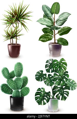 Isolato realistico houseplant icona impostare diversi tipi di piante in elegante grafica vettoriale pots Illustrazione Vettoriale