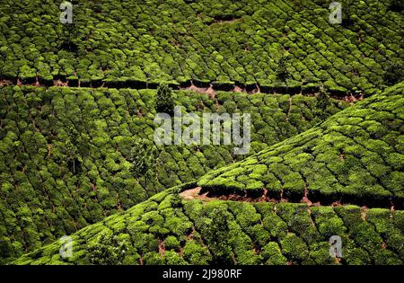 Paesaggio con cespugli verdi di fila e alberi vicino strada di campagna girare a Tea piantagioni al tramonto a Munnar, Kerala, India Foto Stock