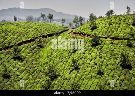 Paesaggio con cespugli verdi di fila e alberi vicino strada di campagna girare a Tea piantagioni al tramonto a Munnar, Kerala, India Foto Stock