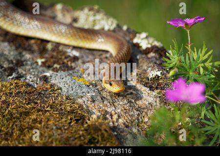 Serpente escolapico - Zamenis longissimus, Elaphe longissima, serpente giallo e verde oliva non venoso originario dell'Europa, sottofamiglia Colubrinae di Colubri Foto Stock