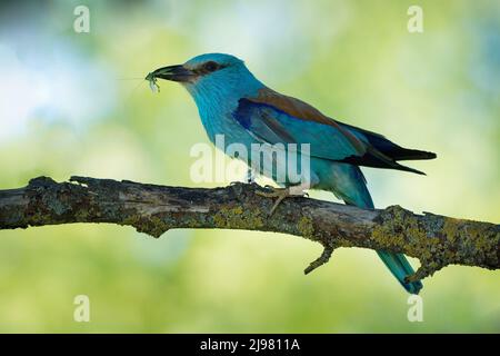 European Roller - Coracias garrulus uccello blu colorato seduto sul ramo e alla ricerca del cibo per i suoi pulcini nel nido buca. Foto Stock