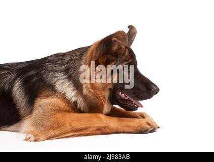 Cane Pastore Tedesco di 21 settimane Foto Stock