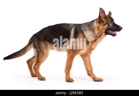 Cane Pastore Tedesco di 21 settimane Foto Stock