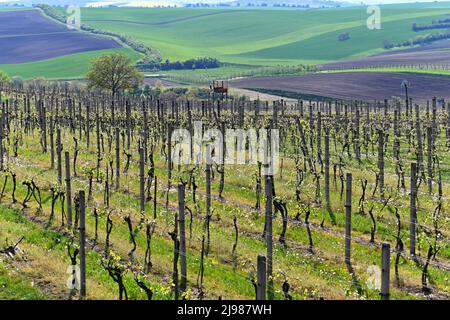 Vigneti in primavera. Paesaggio verde con il sole. Kyjov Repubblica Ceca - regione vinicola della Moravia meridionale. Foto Stock