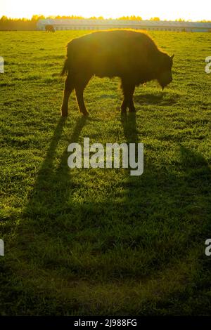 Buffalo, bisonte, cresciuto su Super G Ranch nel Michigan centrale, USA [Nessuna pubblicazione di proprietà; solo licenza editoriale] Foto Stock