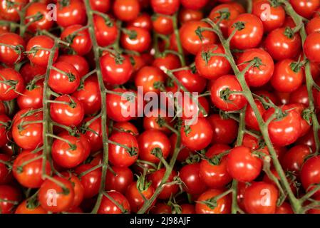 Piccolo pomodori sulla vite Foto Stock